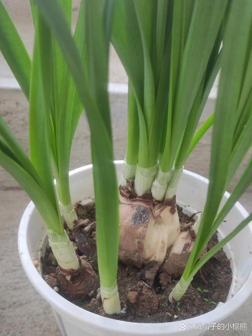 水仙的养殖方法与注意事项?水仙花的种植步骤5步?