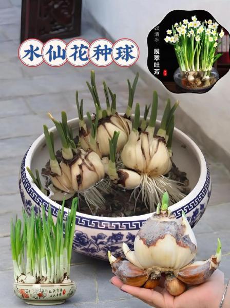 水仙的养殖方法与注意事项?水仙花的种植步骤5步?