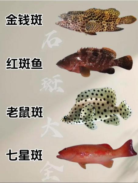 海南2023石斑鱼最新价格,海南石斑鱼养殖基地在哪里