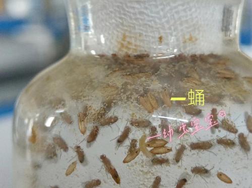 果蝇能活几天啊,果蝇能存活几天