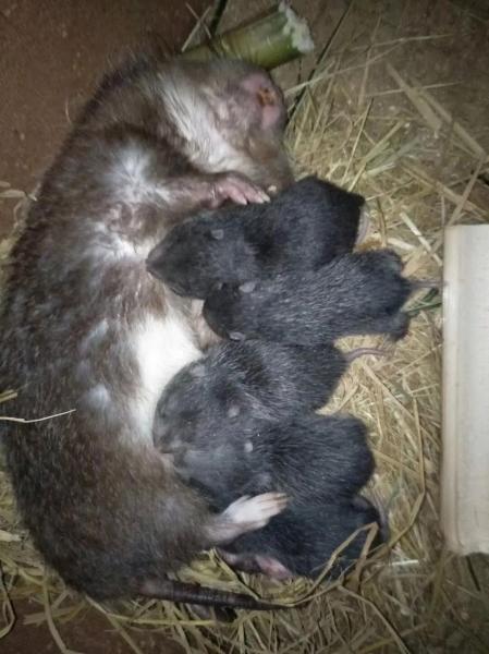 最新竹鼠养殖恢复政策文件?竹鼠养殖户回应?