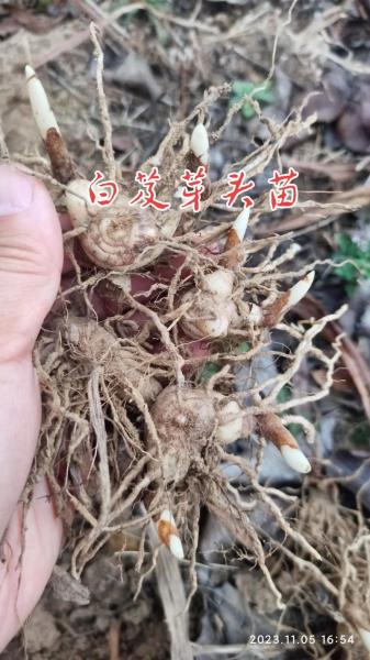 白芨田里可以种植吗,白芨种植多久可以收获