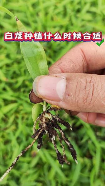 白芨田里可以种植吗,白芨种植多久可以收获
