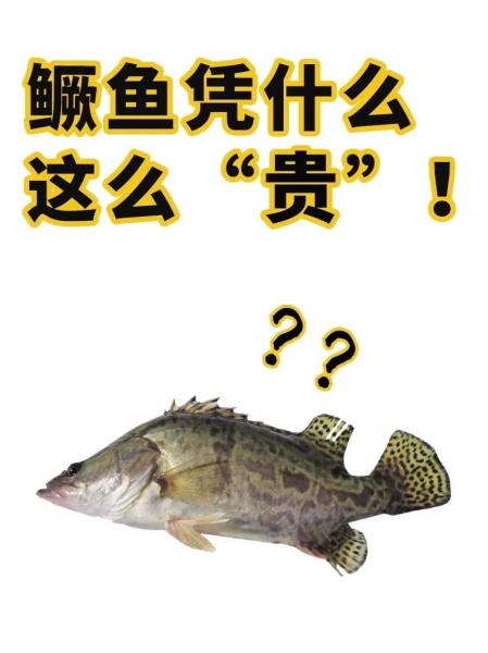 养殖桂鱼的利润是多少?桂鱼养殖最新技术?