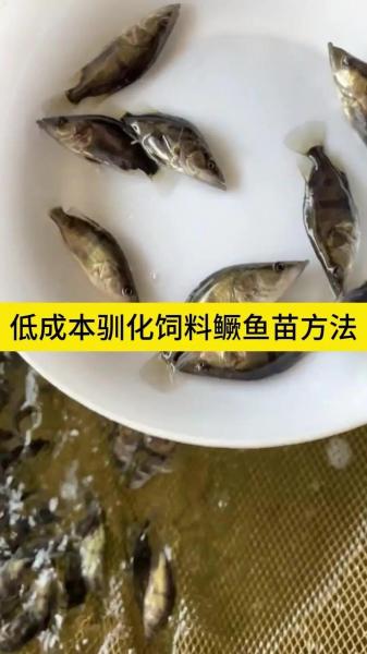 养殖桂鱼的利润是多少?桂鱼养殖最新技术?
