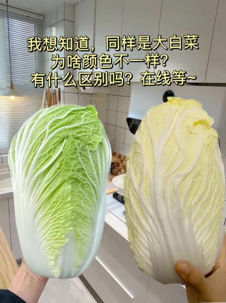 大白菜的价格弹性大吗?大白菜价格暴涨?