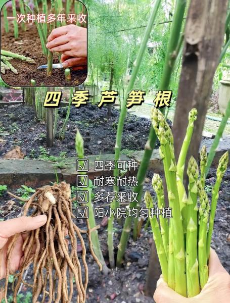 芦笋怎样种植与管理,芦笋怎么种植和管理