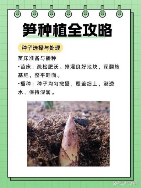 芦笋怎样种植与管理,芦笋怎么种植和管理