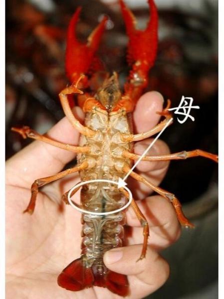 小龙虾怎么育种，小龙虾苗是怎么培育出来的？