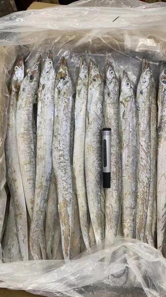鲳鱼价格行情最新价?鲳鱼批发价格行情?