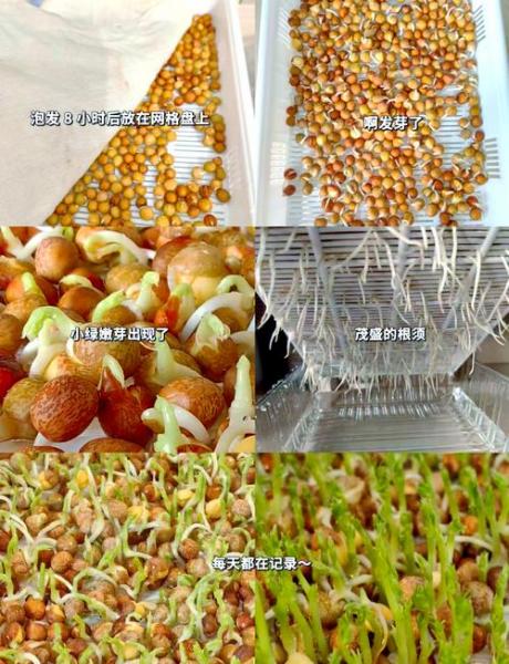 家庭种植芽苗菜的简易方法?栽培技术种植芽苗菜?