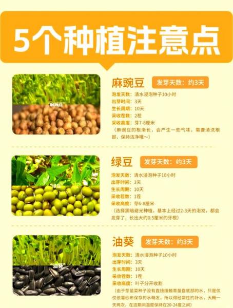 家庭种植芽苗菜的简易方法?栽培技术种植芽苗菜?