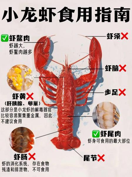 龙虾养殖条件和注意事项，龙虾养殖条件技术？