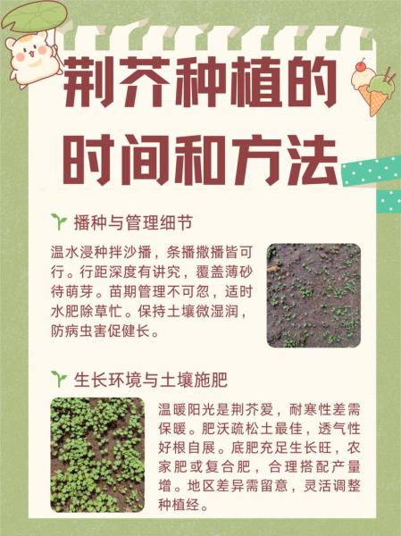 荆芥种植多久才发芽,荆芥种植多久才发芽出苗
