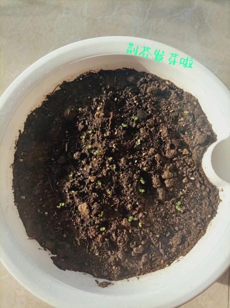 荆芥种植多久才发芽,荆芥种植多久才发芽出苗