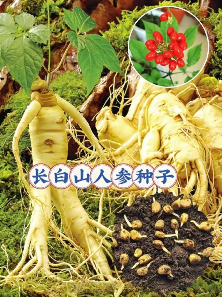 人工人参价格多少钱一斤?人工人参有用吗?