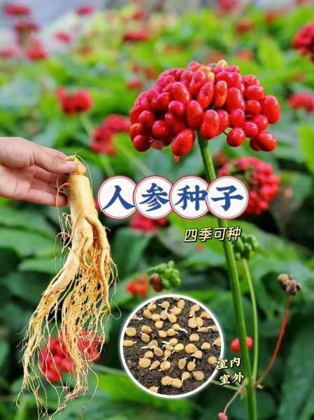人工人参价格多少钱一斤?人工人参有用吗?