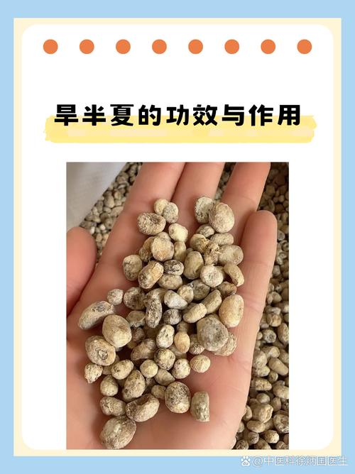 旱半夏价格2021最新价格?旱半夏多少钱一斤?