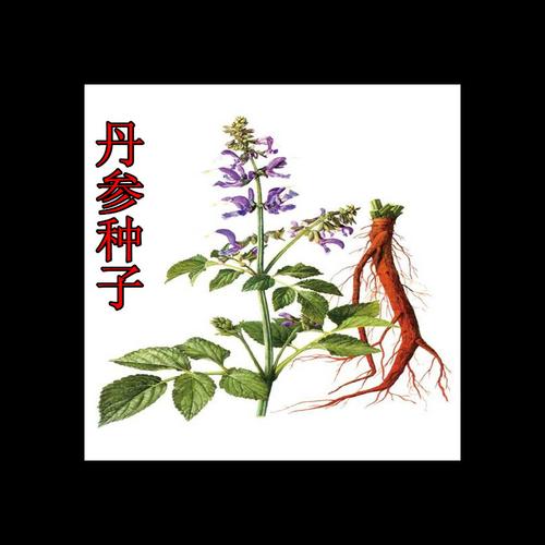 丹参种子种植方法及时间,丹参种子育苗技术