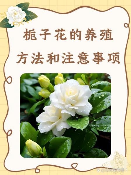 栀子花的养殖方法有哪些,栀子花的养殖方法有哪些图片