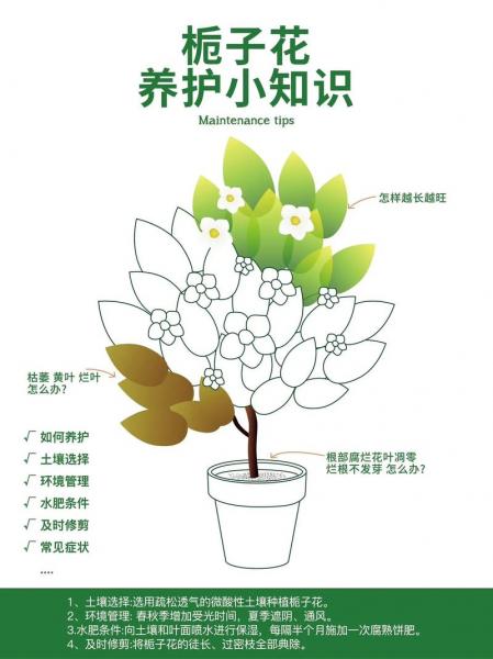 栀子花的养殖方法有哪些,栀子花的养殖方法有哪些图片