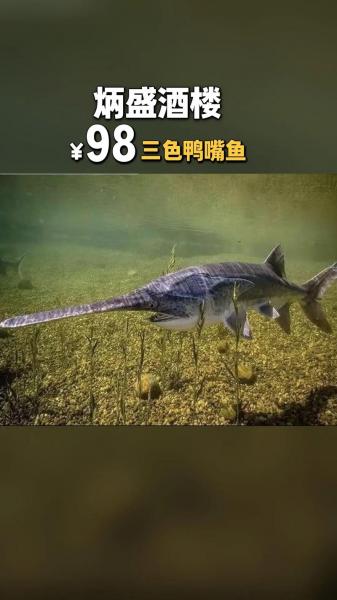 鸭嘴鱼的养殖方法,鸭嘴鱼的养殖视频教程