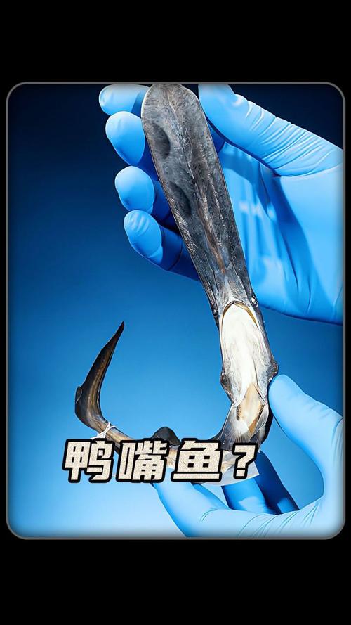 鸭嘴鱼的养殖方法,鸭嘴鱼的养殖视频教程
