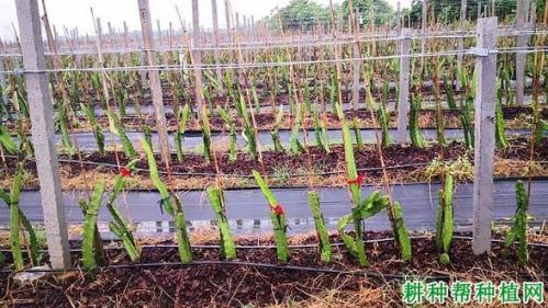 火龙果种植如何搭架，火龙果种植怎么样搭架