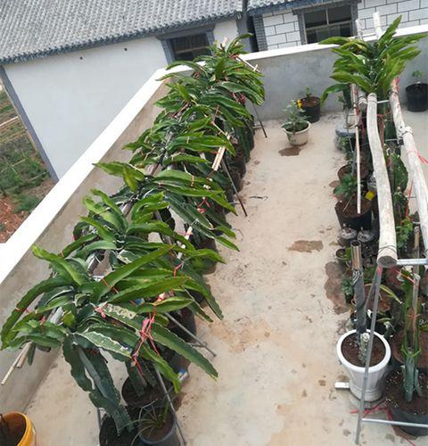 火龙果种植如何搭架,火龙果种植怎么样搭架