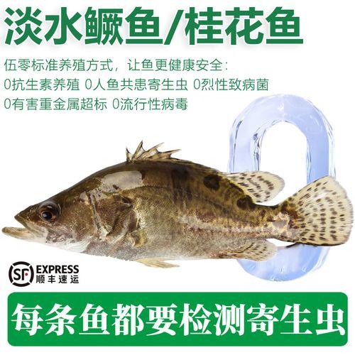 桂鱼北方能养殖吗?,桂鱼北方可以养殖吗?