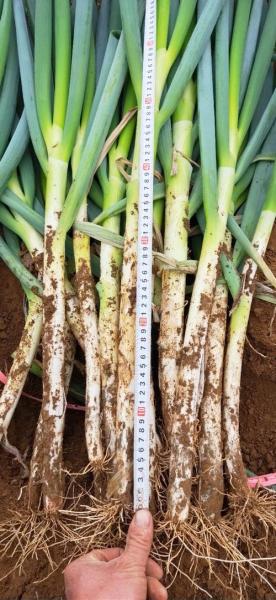 新野今日大葱最新价格毛葱?新野大葱今天最新价格?