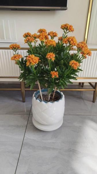 长寿花怎么养殖？网上买回来的长寿花怎么养殖？