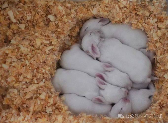 兔子养殖全过程,兔子养殖教程?