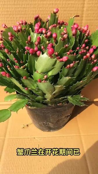 蟹爪兰夏天的养殖方法,蟹爪兰夏天的养殖方法有哪些?