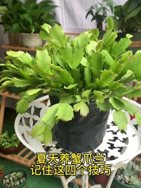蟹爪兰夏天的养殖方法,蟹爪兰夏天的养殖方法有哪些?