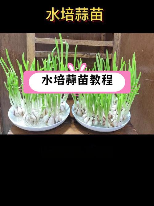 蒜苗种植时间和方法,蒜苗种植时间及方法?