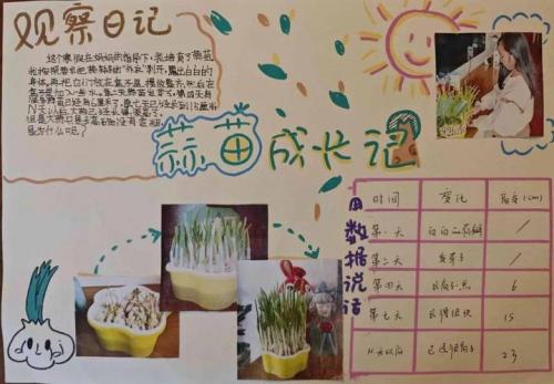蒜苗种植时间和方法,蒜苗种植时间及方法?
