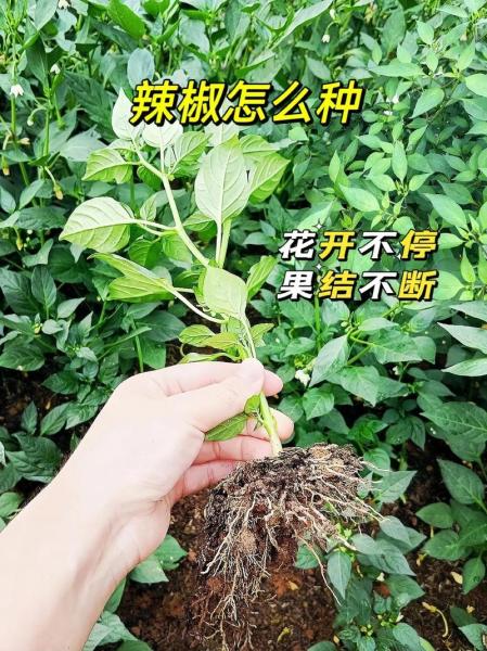 辣椒种植的方法与技术?辣椒种植技术指导?