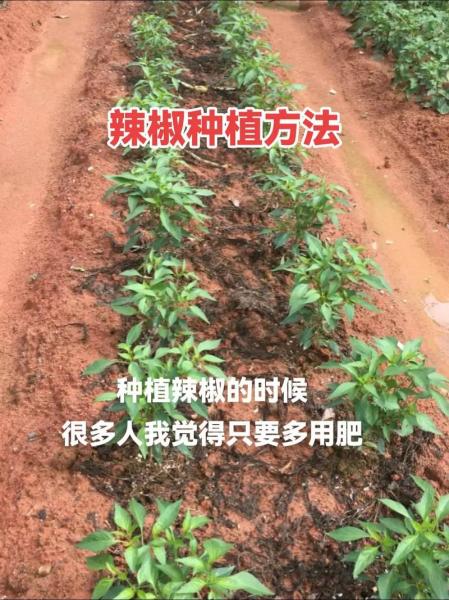 辣椒种植的方法与技术?辣椒种植技术指导?