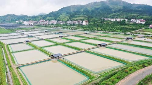 浙江养殖甲鱼最多的地方,浙江哪里的甲鱼养殖基地