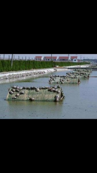 浙江养殖甲鱼最多的地方,浙江哪里的甲鱼养殖基地