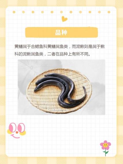 泥鳅的养殖技术管理方法，泥鳅的养殖和管理