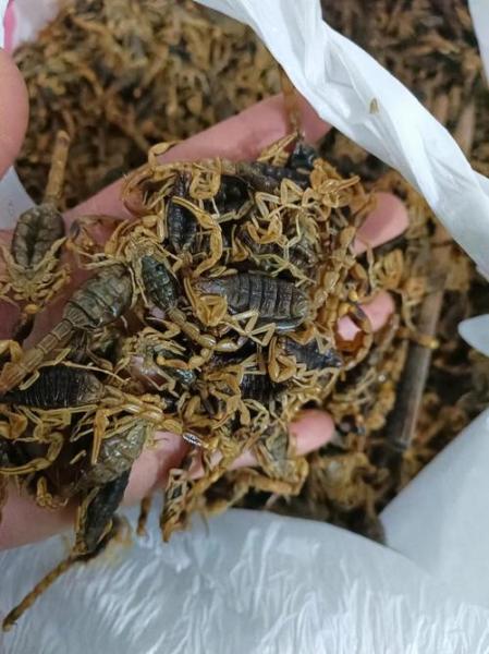 蝎子人工养殖可以成功吗，人工养殖蝎子的成功几率有多少？