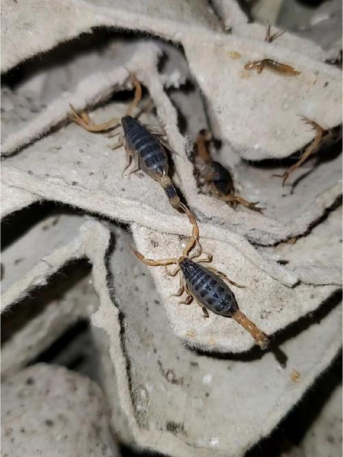 蝎子人工养殖可以成功吗,人工养殖蝎子的成功几率有多少?