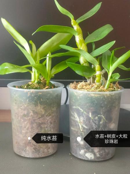 石斛的种植方法及繁殖用什么肥料,石斛种植方法家庭施肥?