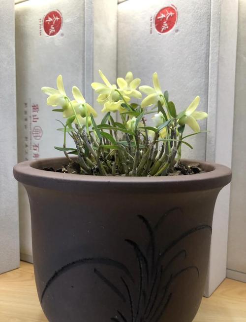 石斛的种植方法及繁殖用什么肥料,石斛种植方法家庭施肥?