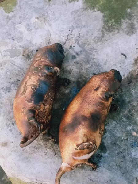 小竹鼠长什么样子,小竹鼠是宠物吗?