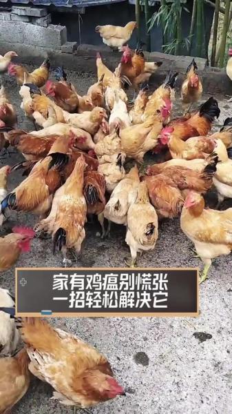 鸡瘟为什么快速扩散?鸡瘟会死光所有鸡吗??