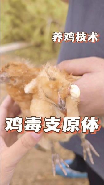鸡瘟为什么快速扩散?鸡瘟会死光所有鸡吗??