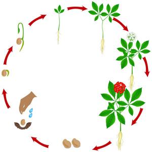 种人参的种植方法?人参种植方法及步骤?